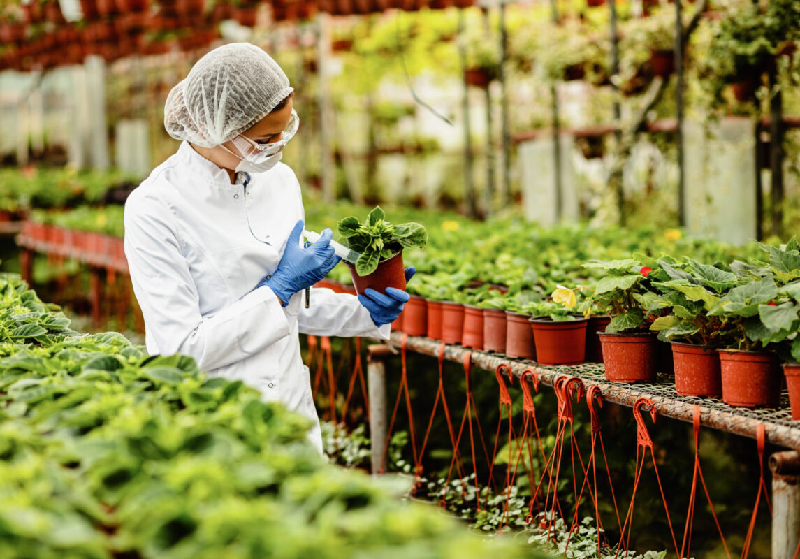 Scientist injecting fertilizer in flower pot while working at plant nursery.